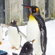 ペンギン / Penguins
