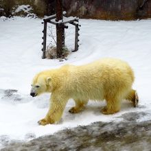 ホッキョクグマ / Polar bear