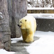 ホッキョクグマ / Polar bear