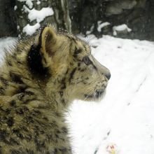 ユキヒョウ / Snow leopard