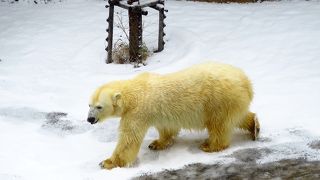 Zoo where you can enjoy the animals and the changing of the seasons in the park