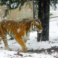 アムールトラ / Amur tiger