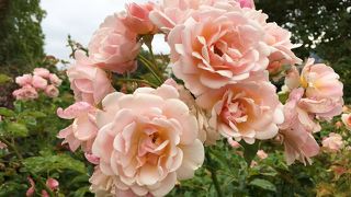 ローズガーデン