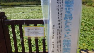 池にはスイレンが駆除しなければならないほど茂って