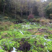 苔が鉄に変身／東アジア最大級のチャツボミゴケの楽園