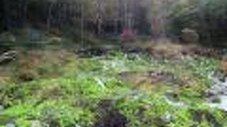 苔が鉄に変身／東アジア最大級のチャツボミゴケの楽園