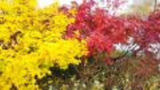 紅葉シーズン☆