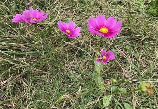 黒姫高原コスモス園 クチコミ アクセス 営業時間 黒姫 野尻湖 フォートラベル 黒姫高原コスモス園 クチコミ アクセス 営業時間 黒姫 野尻湖 フォートラベル