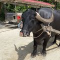 歩いたほうが早い？水牛車観光はのんびりゆったり