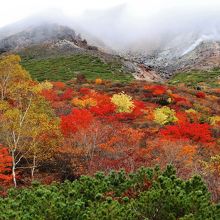 紅葉のアップ