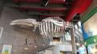 縄文の資料が多い