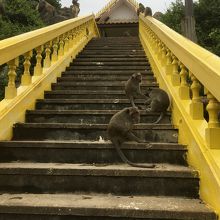 野生の猿がいます。長い棒などを持っていると猿が逃げます。