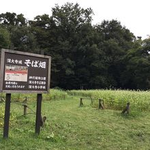 深大寺城そば畑