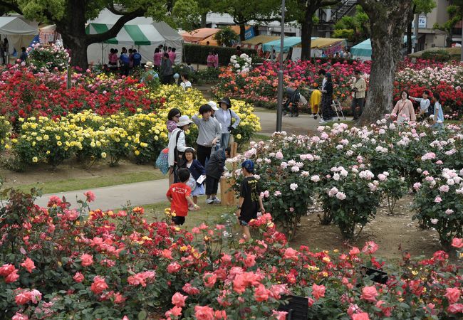 ばら公園 クチコミ アクセス 営業時間 福山 フォートラベル ばら公園 クチコミ アクセス 営業時間 福山 フォートラベル