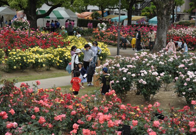 ばら公園 クチコミ アクセス 営業時間 福山 フォートラベル