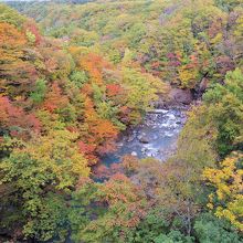 岩手県県民の森