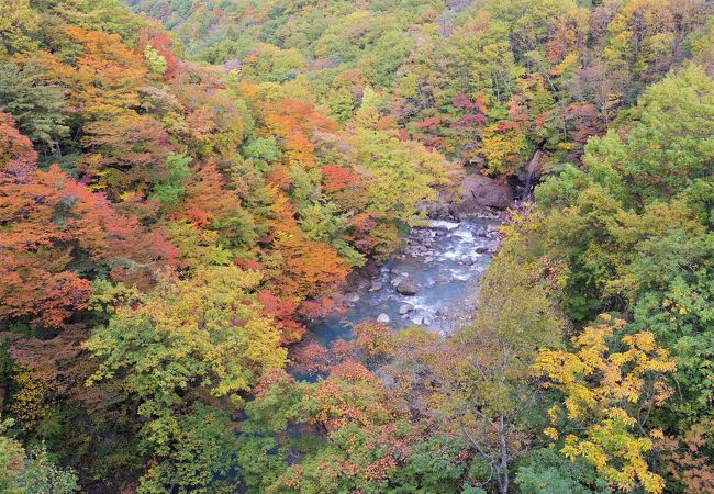 岩手県県民の森