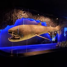 メガマウスザメの展示も By Jio 沼津港深海水族館のクチコミ フォートラベル
