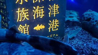 メガマウスザメの展示も