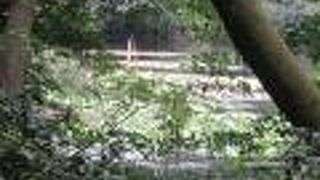 静かな明治神宮が堪能できます