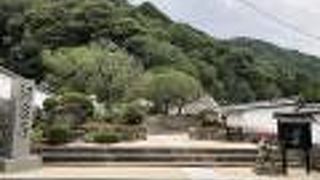 枝垂れ梅があります