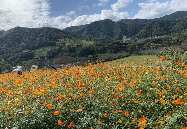 ポピーと薔薇満開