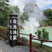 大型熱帯魚がいます