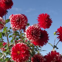 花の郷日野ダリア園