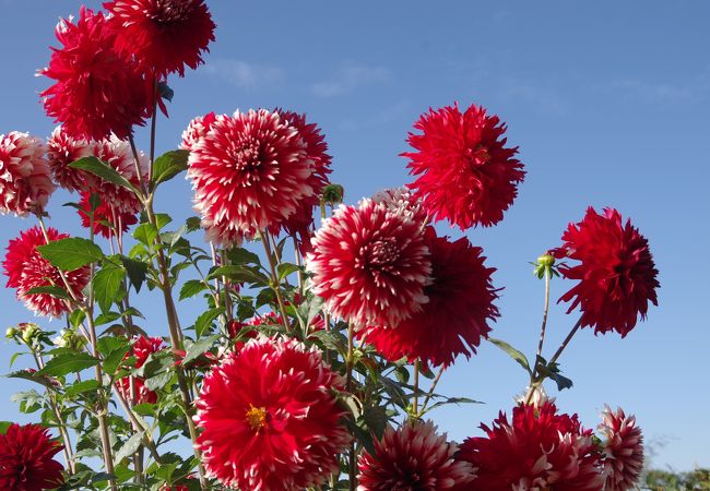 花の郷日野ダリア園