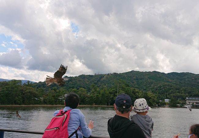 かもめにエサあげれる天橋立観光船