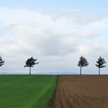 コントラスト違いです