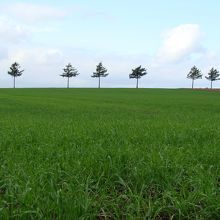 畑作の植え付けは何でしょうか？