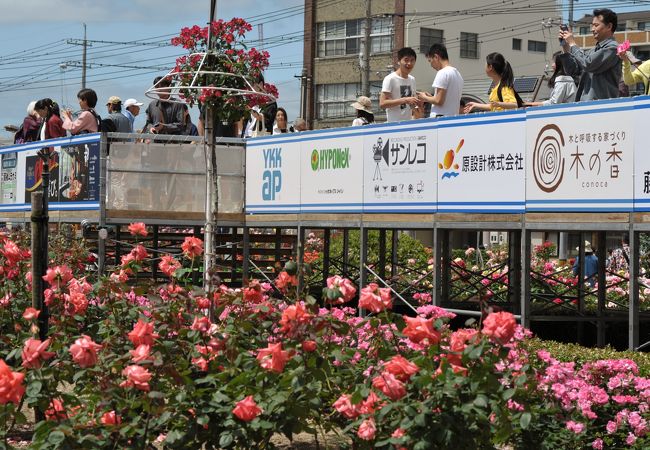 福山ばら祭 クチコミ アクセス 営業時間 福山 フォートラベル