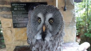 鳥好きなのでフクロウに惹かれてしまった・・