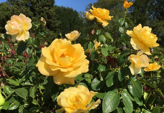 リージェンツ・パーク内にあるバラ庭園