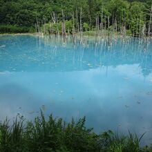 美瑛(白金) 青い池