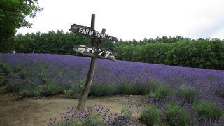 ７月がベストの時期