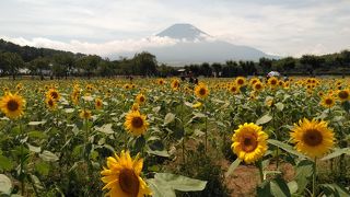 ひまわり＆富士山が綺麗でした