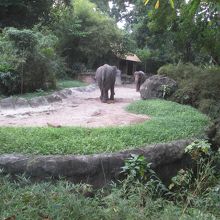 シンガポール動物園