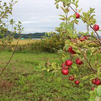 畑で生っていたリンゴ