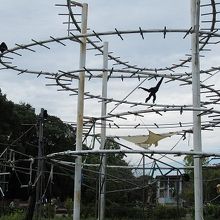 フクロテナガザル