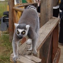 ワオキツネザル