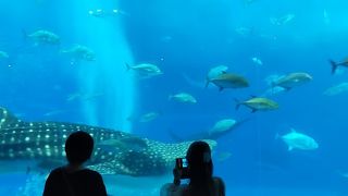巨大水槽の前に立つと海の中にいるよう。