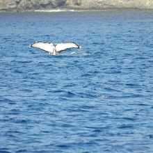 ファンダイブを待つ間や港に戻る途上でザトウクジラに会いました