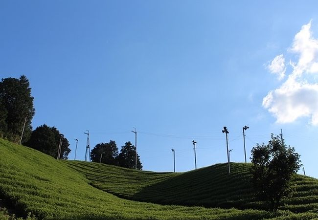 宇治茶の郷 和束の茶畑 クチコミ アクセス 営業時間 木津 加茂 フォートラベル 宇治茶の郷 和束の茶畑 クチコミ アクセス 営業時間 木津 加茂 フォートラベル