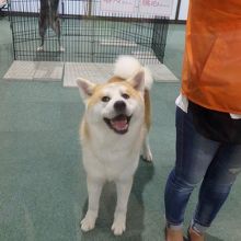 トレーナーと一緒に秋田犬登場