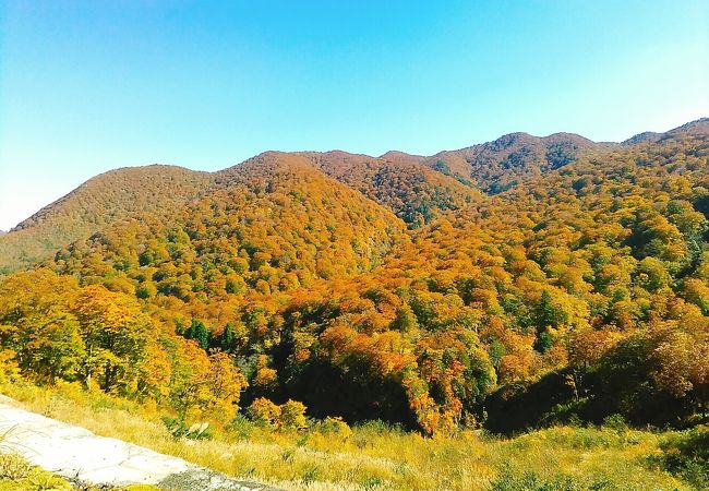 (須川高原)紅葉シーズンはカラフルに染まって見ごたえがあります