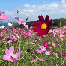 綺麗な秋桜の花