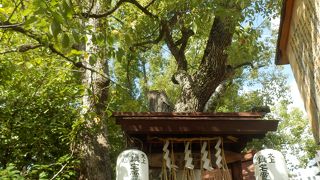 堀越神社境内に茂る楠木は大阪市の保存樹林の指定(平成5/11)を受けた堀越神社の御神木です