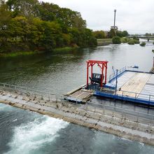 清流千歳川が悠々と流れます～